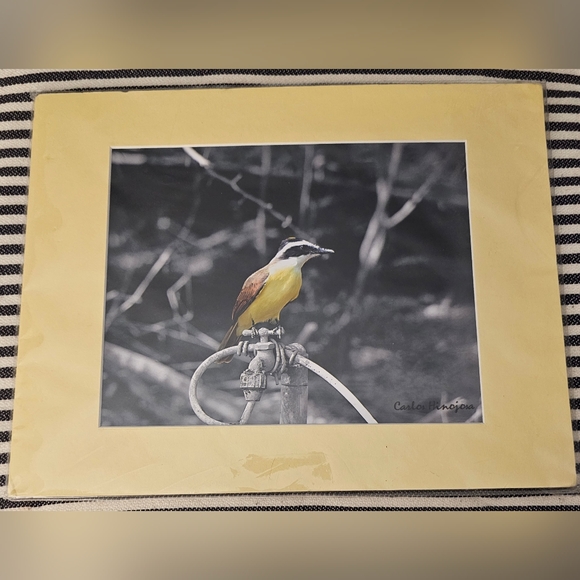 NEW Professional Photography - Texas Wild Bird Photo - Picture 1 of 5